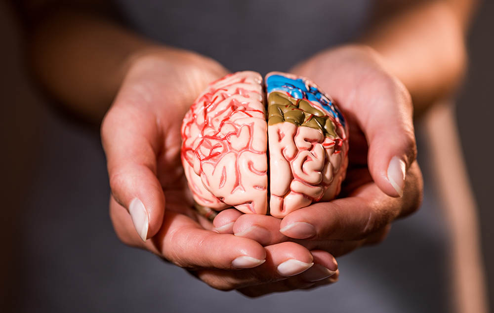 Close-up photo of hands holding a model brain